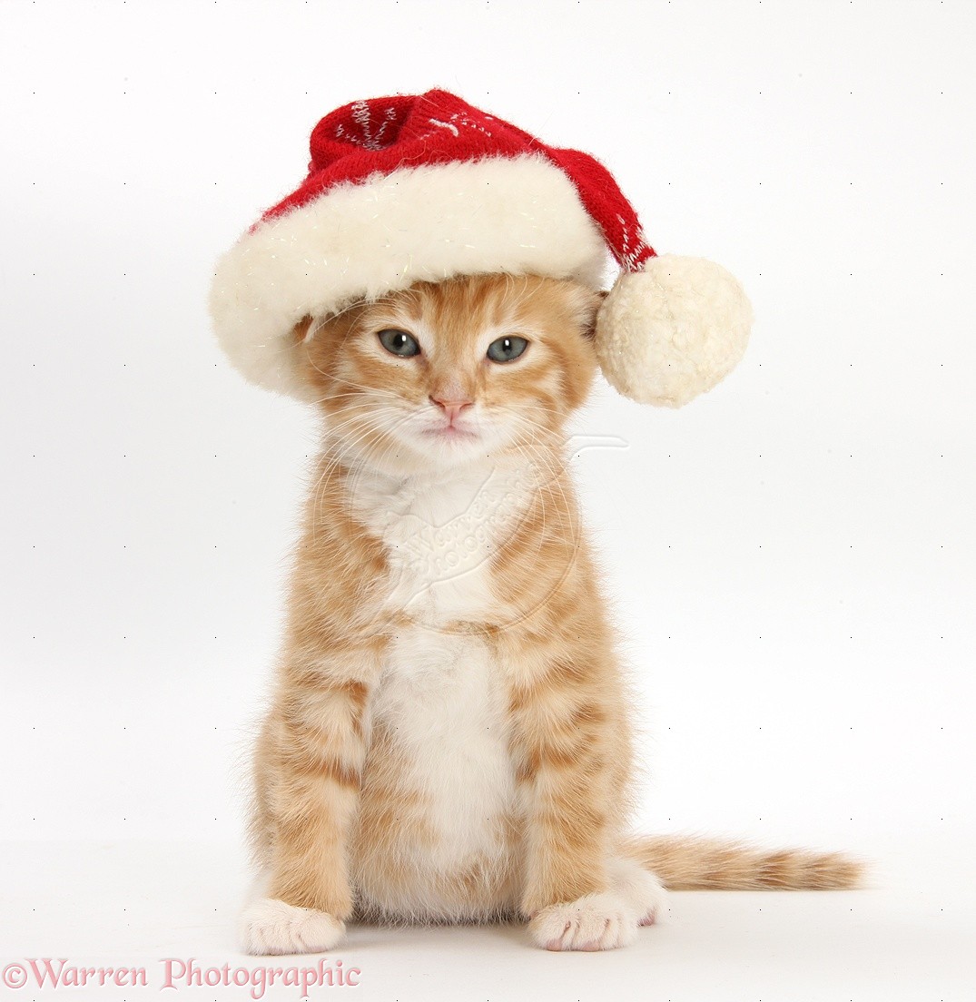 25857-ginger-kitten-wearing-a-santa-hat-white-background.jpg